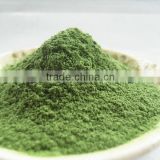 dried barley grass powder