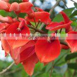 Erythrina crista-galli Linn.