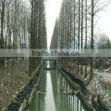 Ecological Non Woven Bags thumbnail-5