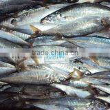 Round Scad thumbnail-2