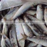 Frozen Sardine Fish for Canning thumbnail-1