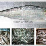 New Organic Sardine thumbnail-1