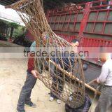 Lagerstroemia Indicadragon and Phoenix and Bottle Shape Trees thumbnail-4