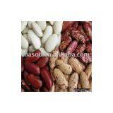 Light Speckled Kidney Bean