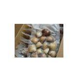 Frozen Vacuum Hard Clam thumbnail-1