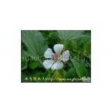 Althaea Officinalis(rossonl@huacheng-biotech.com)