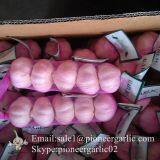 New Crop Chinese 5.5cm Pure White Fresh Garlic small packing in mesh bag