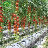 2019 Low Cost Single Tunnel Plastic Film Greenhouse With Hydroponic System for Vegetables thumbnail-2