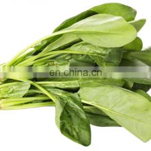 Spinacia oleracea L. bulk export market prices vegetable frozen spinach 2021 new crop iqf frozen spinach