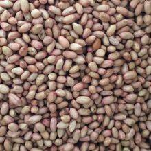 Henning Saint Peanut Color Sorter thumbnail-4