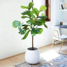 New Design Real Touch Artificial Plante Fiddle Leaf Bonsai Plants Decorative Home Outdoor Bonsai Stand thumbnail-2
