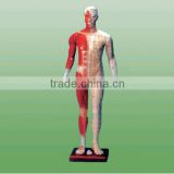 Medical Chinese acupuncture model 170CM Model