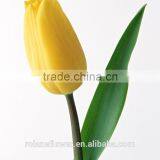 Holland Fresh Yellow Tulip Cut Flower From Kunming Yunnan thumbnail-4