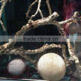 Wholesale Factory Price Wood Trunk Window Display Props thumbnail-5