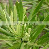 Podocarpus Neriifolius, Brown Pine thumbnail-2