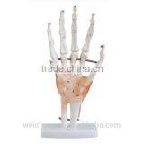 Life-Size Hand Joint Model With Ligaments