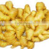 Dried Whole Ginger Chinese Professional Factory "HOT SALE" Price thumbnail-5