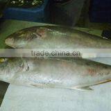 Whole Round Bigeye Trevally Frozen Fish thumbnail-2