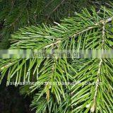 100% Pure Natural Fir Needle Essential Oil(Abies Alba) thumbnail-1