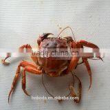 Crabs Continouous Microwave Cooker thumbnail-2