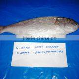 White Snapper Whole Round & Gutted thumbnail-1