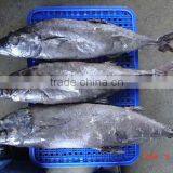 Oilfish Whole Round thumbnail-1