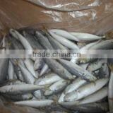Frozen IQF Horse Mackerel Fish thumbnail-2