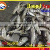 FROZEN MARUADSI (ROUND SCAD) thumbnail-3