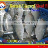 FROZEN DOTTED GIZZARD SHAD FISH thumbnail-1