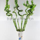 Lotus Bamboo Indoor Plant 40cm thumbnail-3