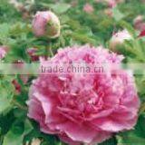 Tree Peony Plant Root Zi Lan Kui thumbnail-1