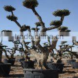 Olea Europaea "Pompon"old Skin Trunk thumbnail-3