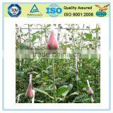 100% PE Rose Bud Net thumbnail-3
