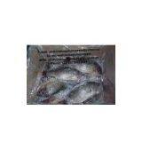 Frozen Black Tilapia Gutted Gilled Scaled(GGS) thumbnail-1