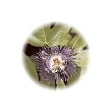 We supply Passionflower Extract powder