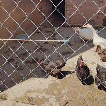 Hot-Dipped Galvanized Chain Link Fence for Construction Site Perimeter thumbnail-3
