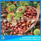Cheaper Big Size Frozen Chestnut thumbnail-1
