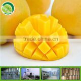 mango juice powder from mango juice factory