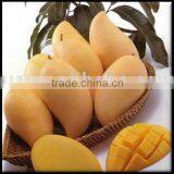 Sweet Mangoes