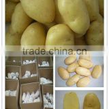 Authenticated GAP Solanum tuberosum Spunta Potato