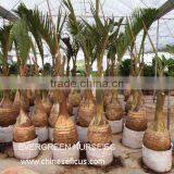 Hyophorbe Lagenicaulis