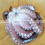 Frozen Octopus Pieces thumbnail-2
