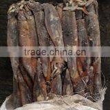 Frozen Illex Squid for Bait thumbnail-4