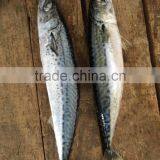 2016 Landing Sea Frozen Mackerel 150-200g thumbnail-6