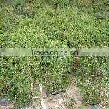 Carmona Microphylla Shrub Trees thumbnail-3