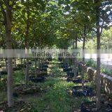 Hibiscus Tiliaceus Trees thumbnail-2