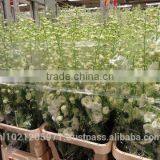 Delphinium thumbnail-3