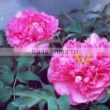 Tree Peony Plant Root thumbnail-1