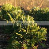 CHAMAEROPS HUMILIS VULCANO PALM TREE thumbnail-2