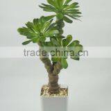 Indoor Decorative Artificial Plants Succulent Plants With Big Leaves thumbnail-3